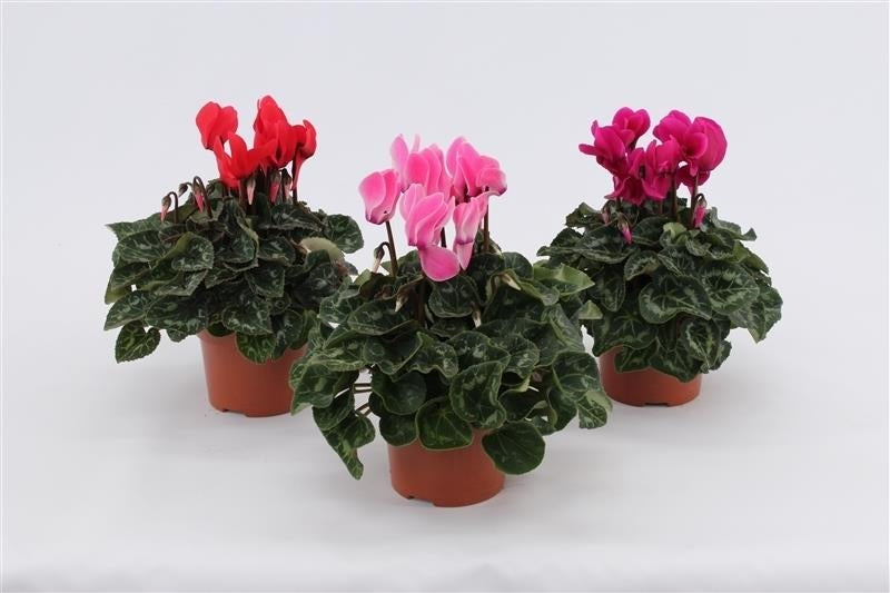 Grootscholten BV. Gebr. Cyclamen Allure mix Pack of 8
