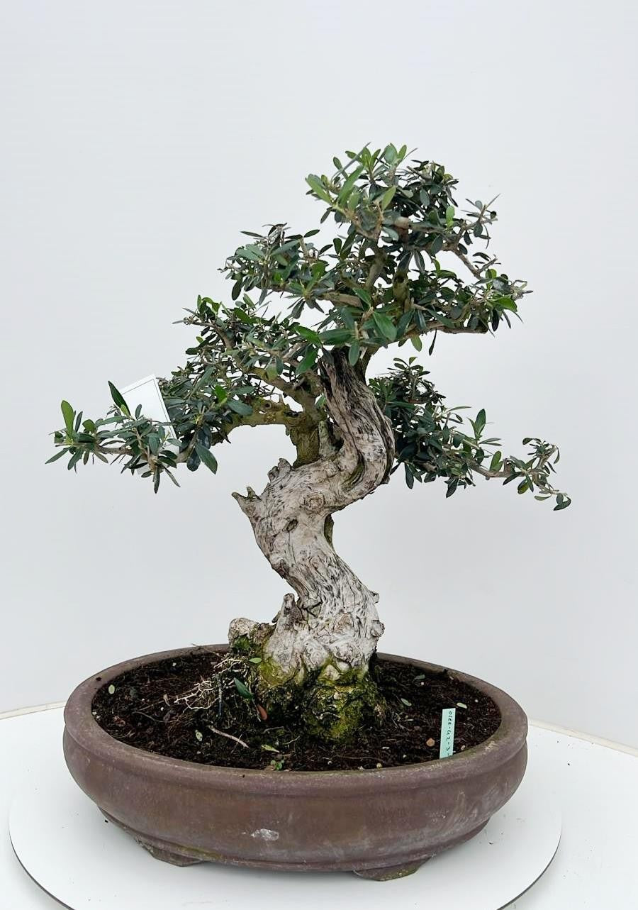 Olea europaea 60cm 42cm Pot
