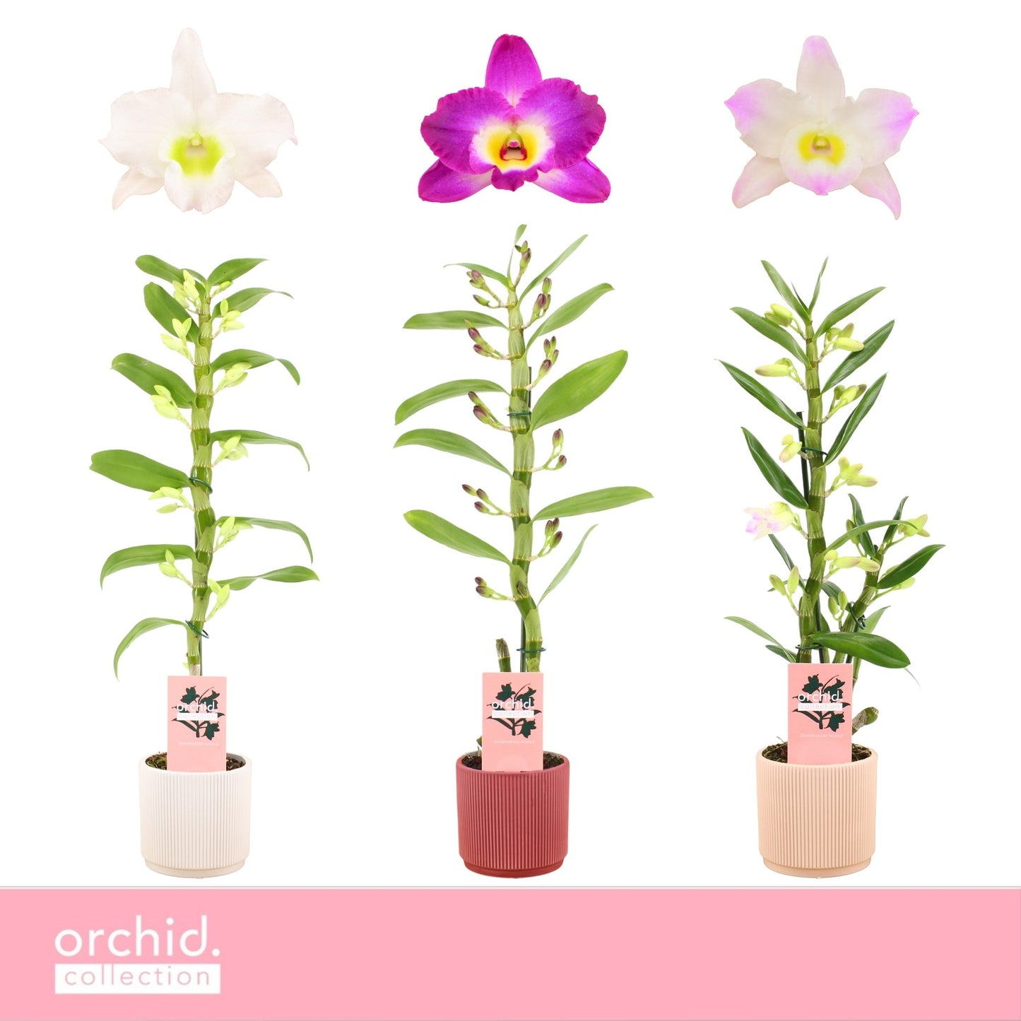 Dendrobium nobile mix 50cm 12cm Pot