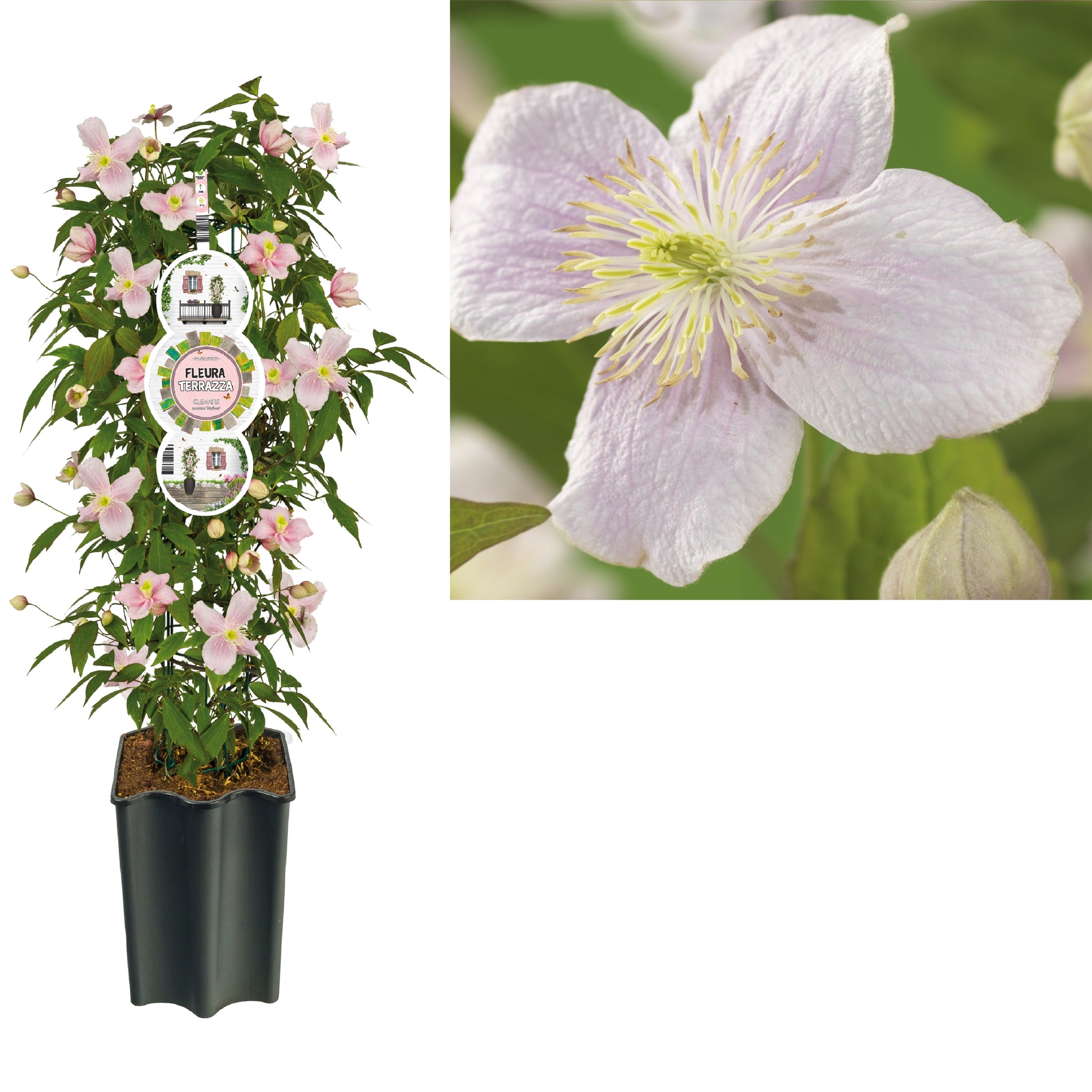 Clematis montana Mayleen 75cm 19cm Pot