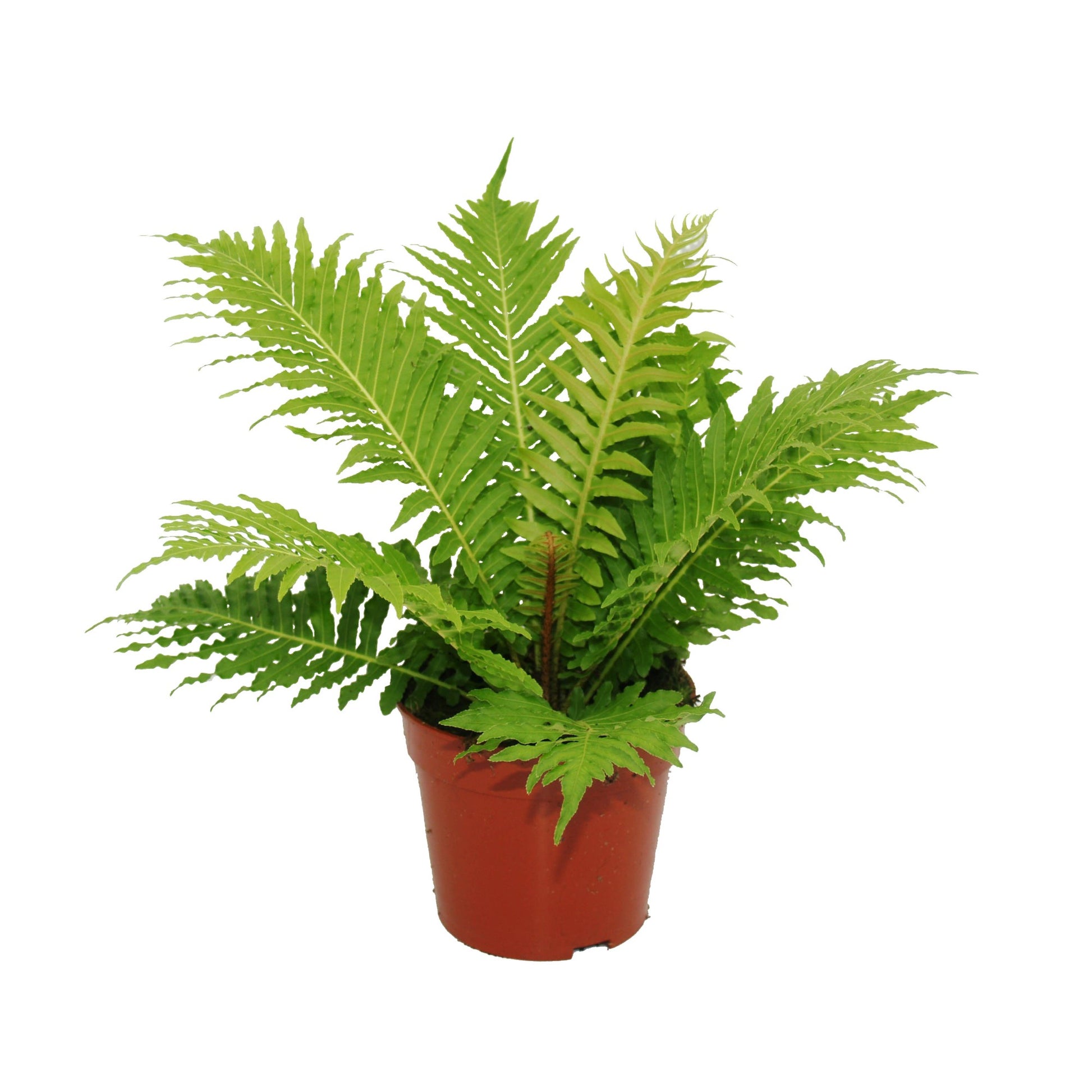 Blechnum Silver Lady 30cm 12cm Pot