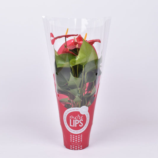 Anthurium Everio 40cm 12cm Pot