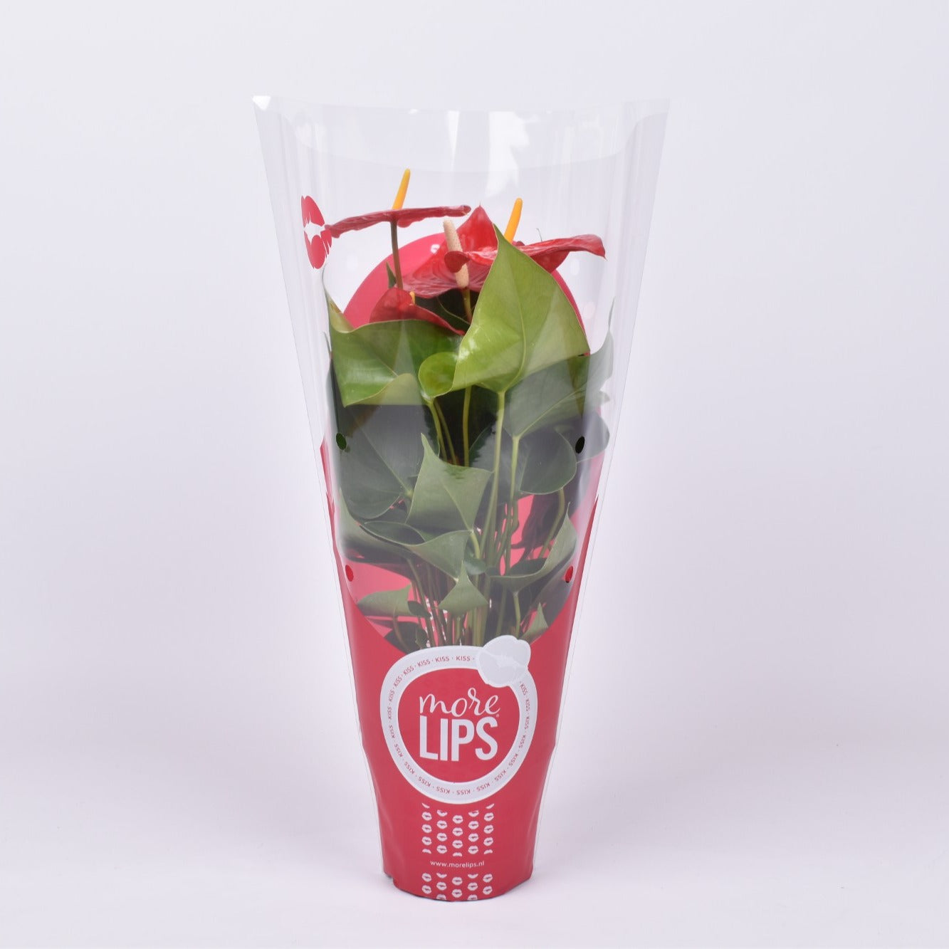 Groene Tint Anthurium Everio Pack of 10