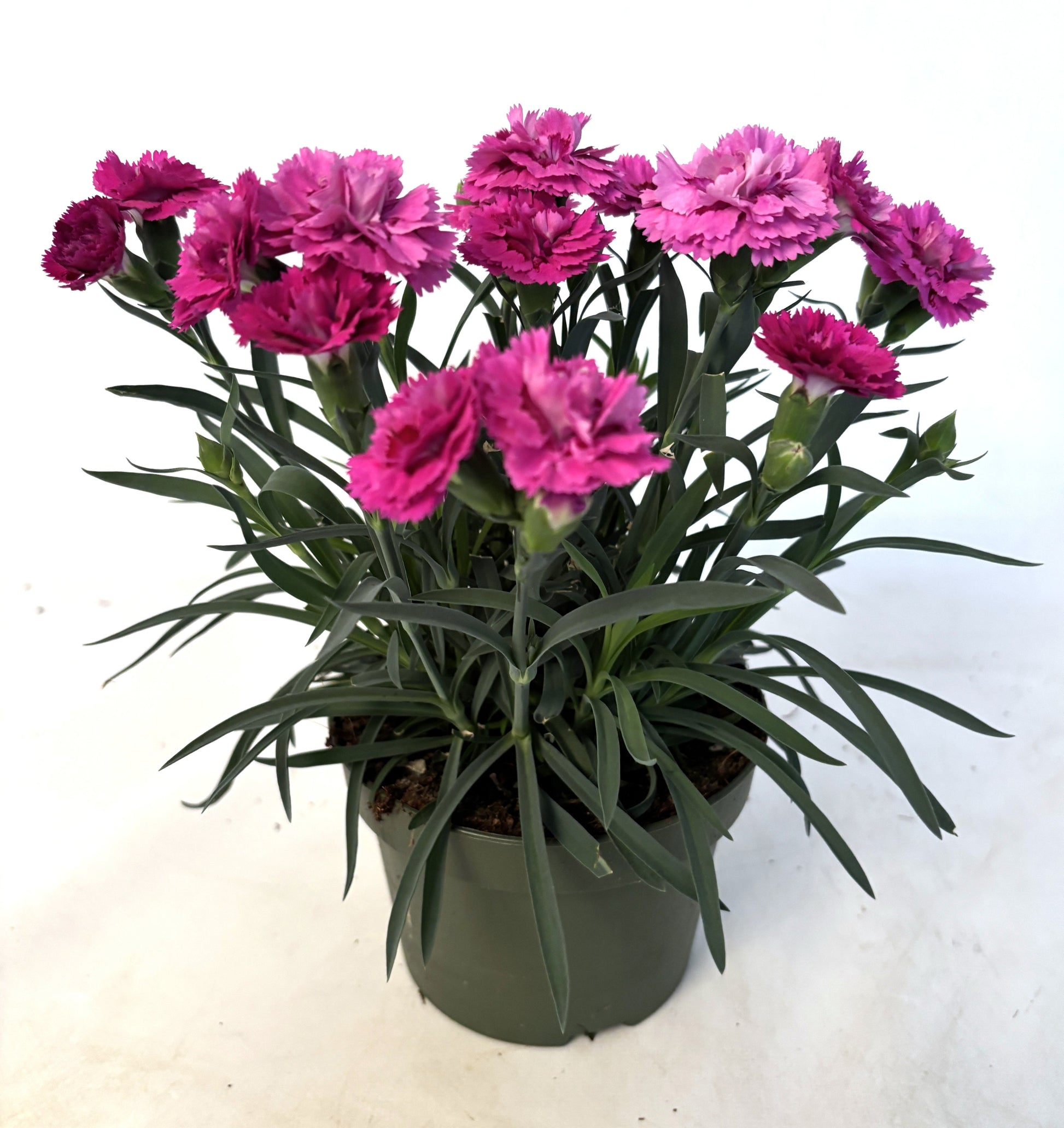 Dianthus DiaDeur Marie 25cm 13cm Pot