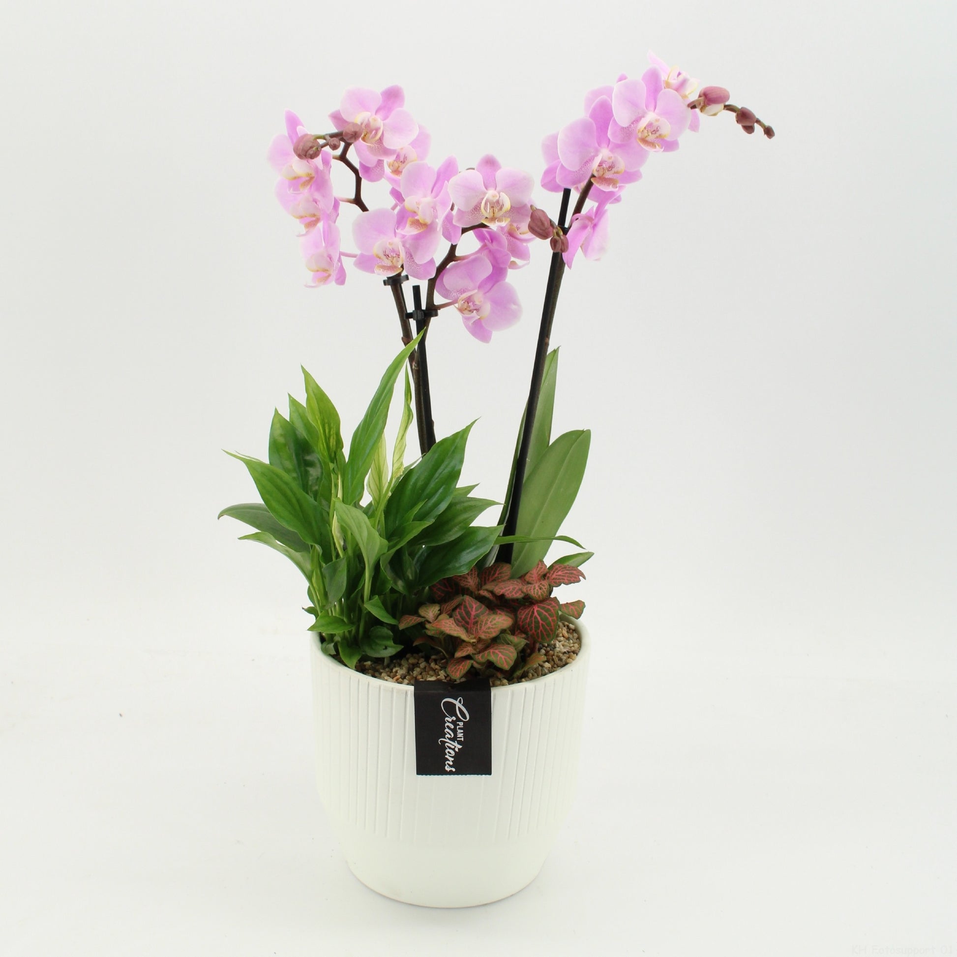 PHAL-2659RZ Phalaenopsis creatie 45cm 16cm Pot
