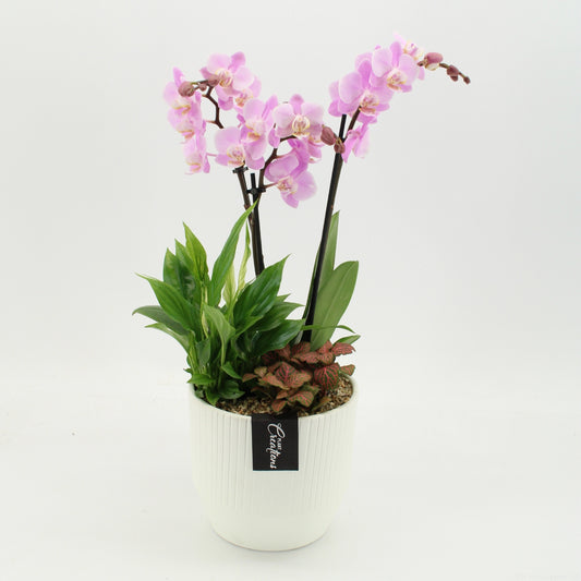 PHAL-2659RZ Phalaenopsis creatie 45cm 16cm Pot