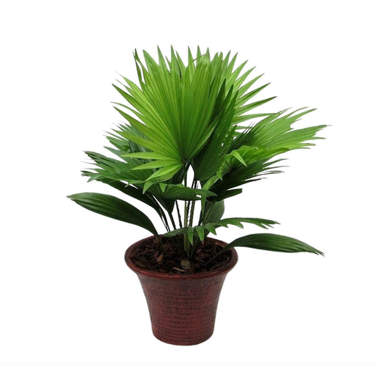 Livistona rotundifolia 55cm 19cm Pot