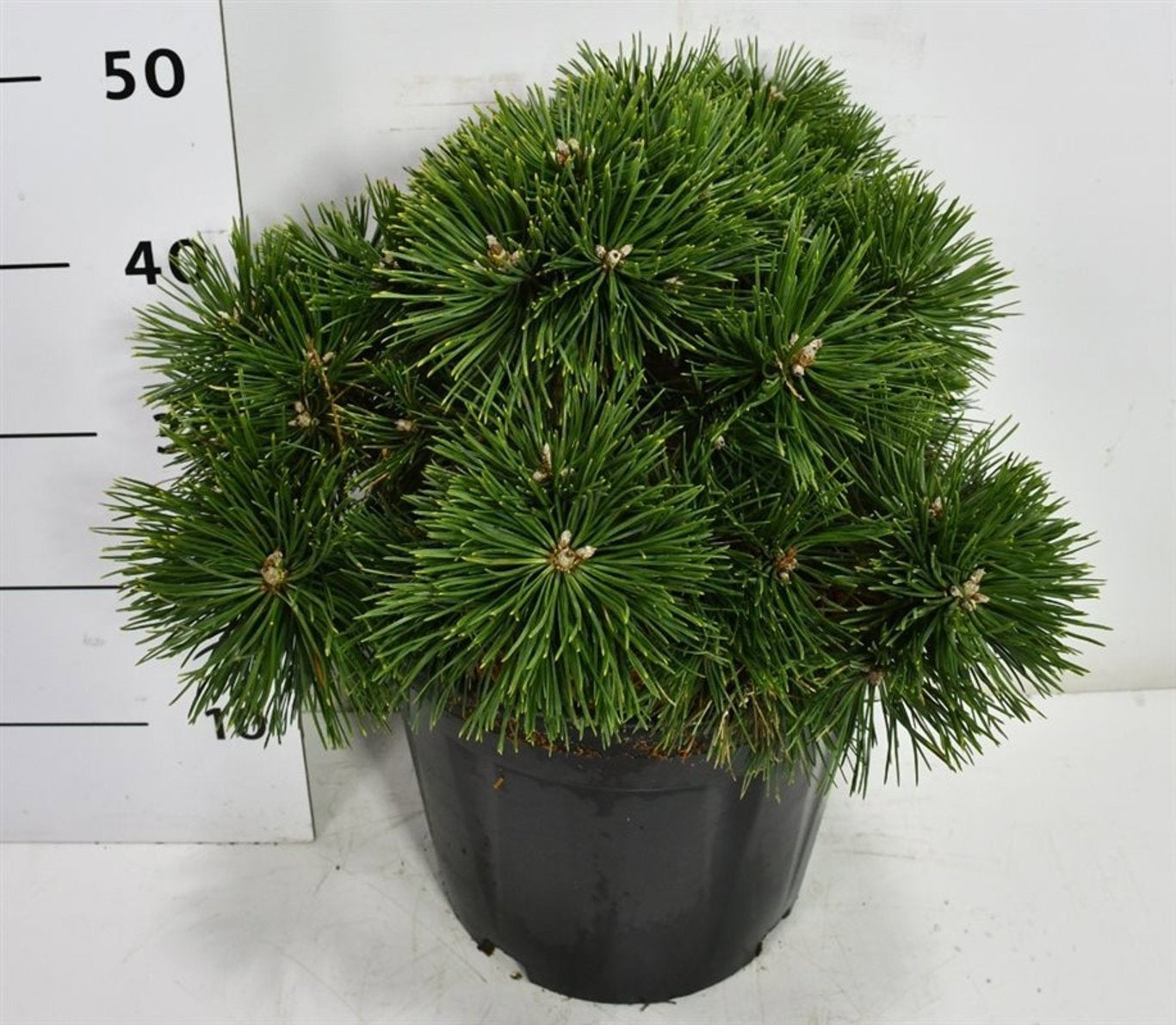 Bloemenkampen BV, Hkw. de Pinus mugo Green Pearl Pack of 1