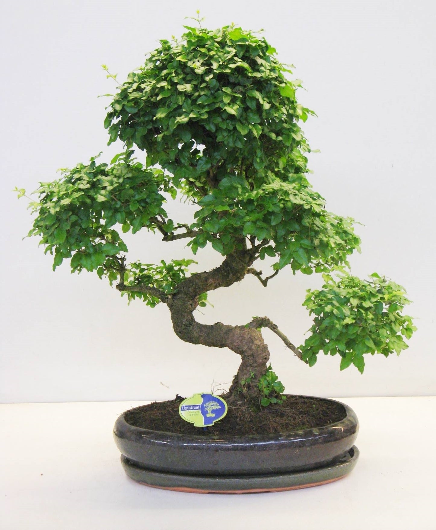 Bonsai Ligustrum 70cm 43cm Pot