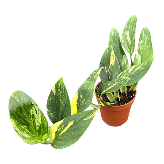 Monstera Variegated 20cm 12cm Pot
