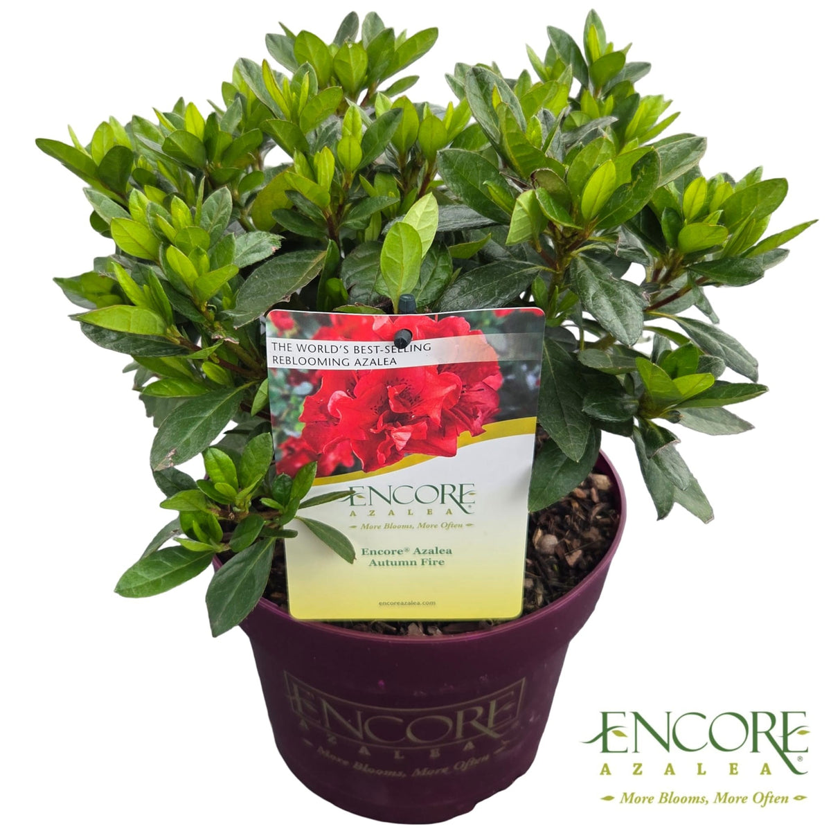 Rhododendron Encore Autumn Fire 40cm 19cm Pot