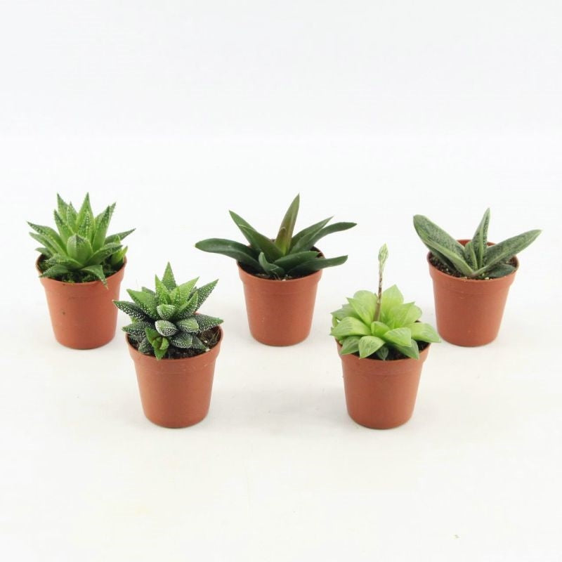 Lock, Handelskwekerij Haworthia mix Pack of 20