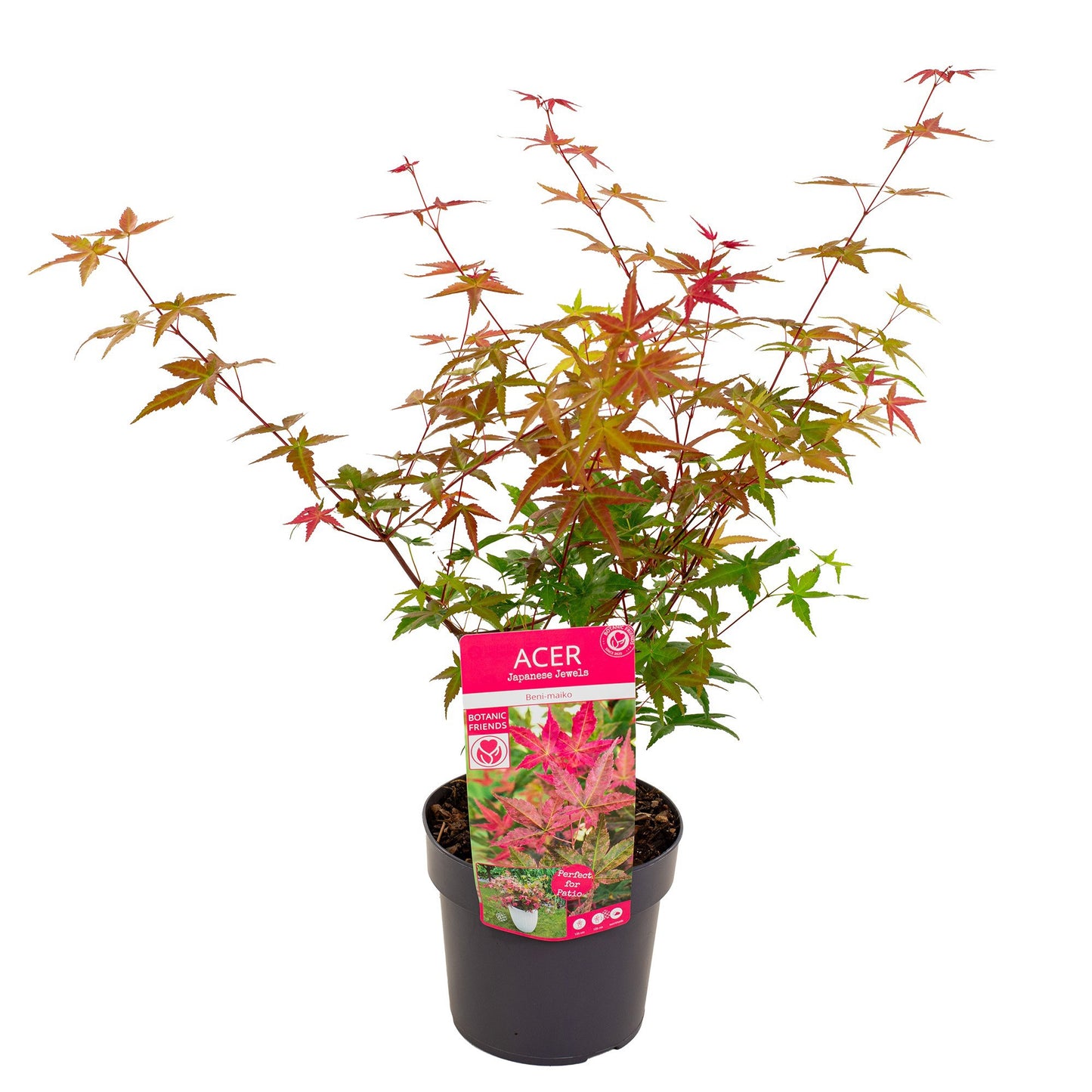 Acer Beni-maiko 55cm 19cm Pot