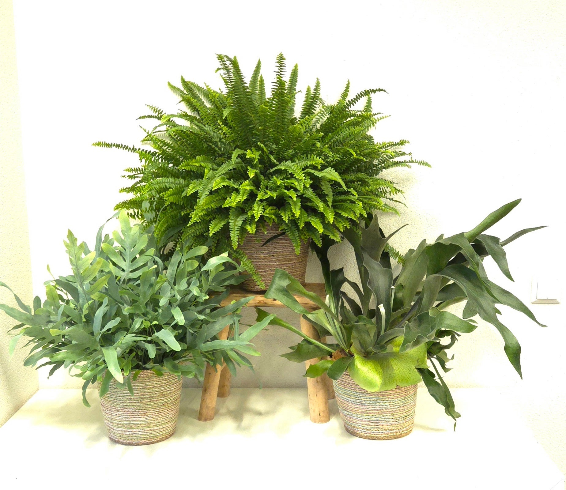 Ferns mix 65cm 20cm Pot