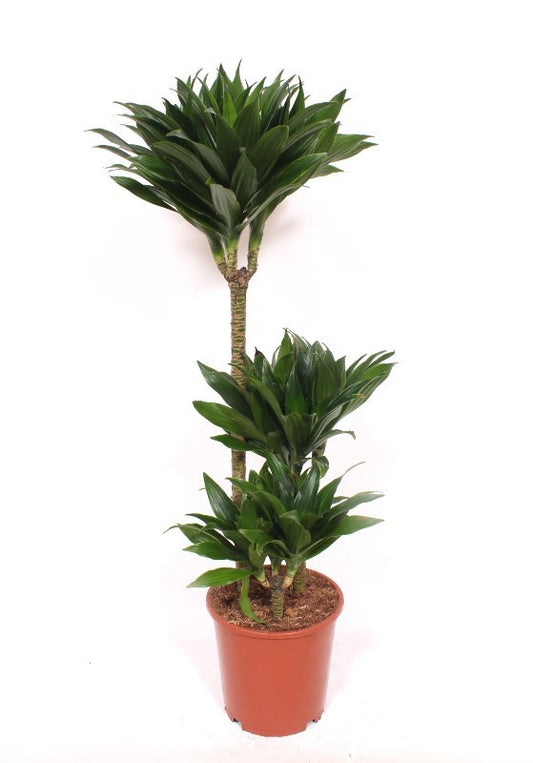 Dracaena fragrans Compacta 110cm 21cm Pot