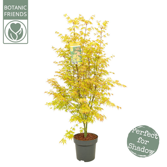 Acer Orange Dream 130cm 30cm Pot