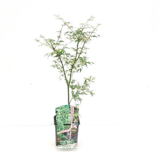 Acer Butterfly 60cm 19cm Pot