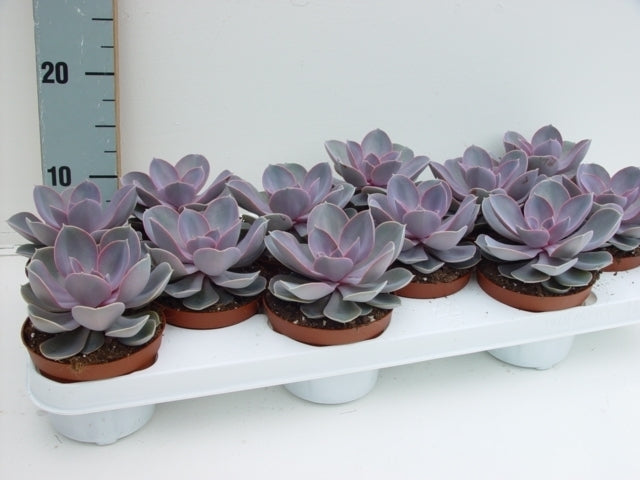Echeveria Perle von Nuernberg 12cm 11cm Pot