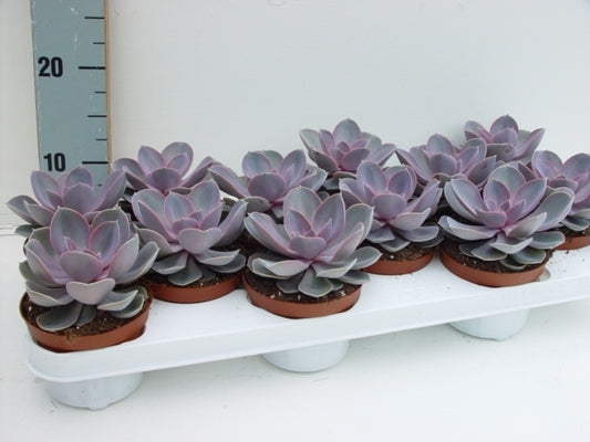 Echeveria Perle von Nuernberg 12cm 11cm Pot