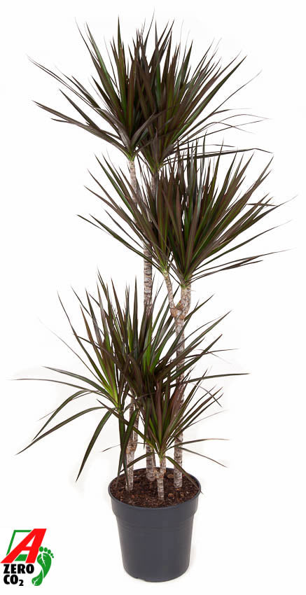 Ammerlaan Green Innovator Dracaena Magenta 90-60-30-15 Pack of 1