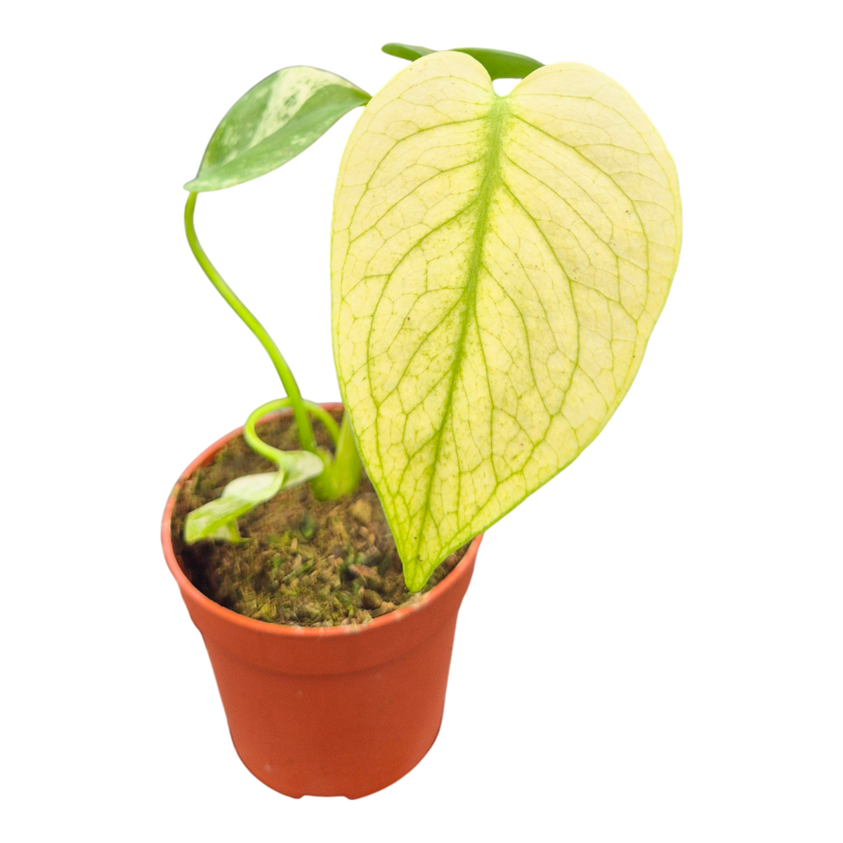 Monstera Variegated 30cm 9cm Pot