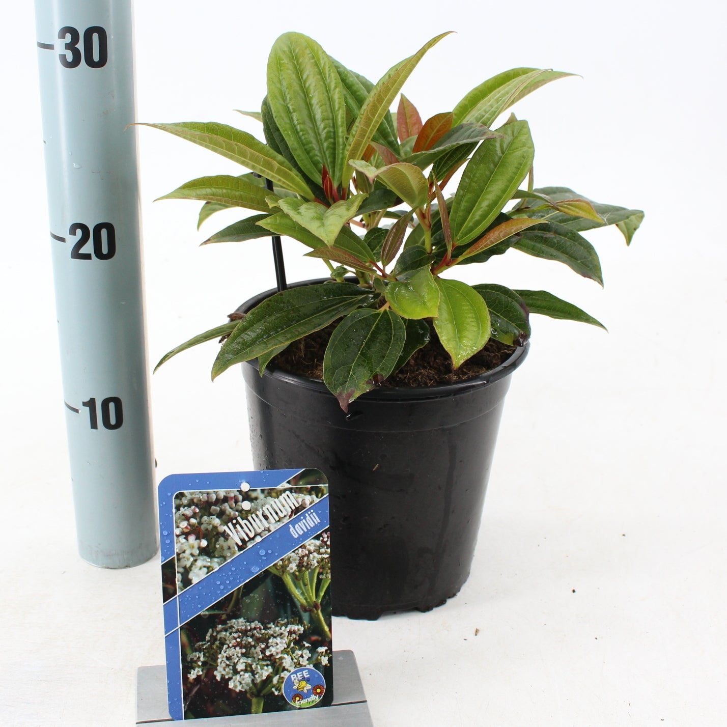 Viburnum davidii 25cm 17cm Pot