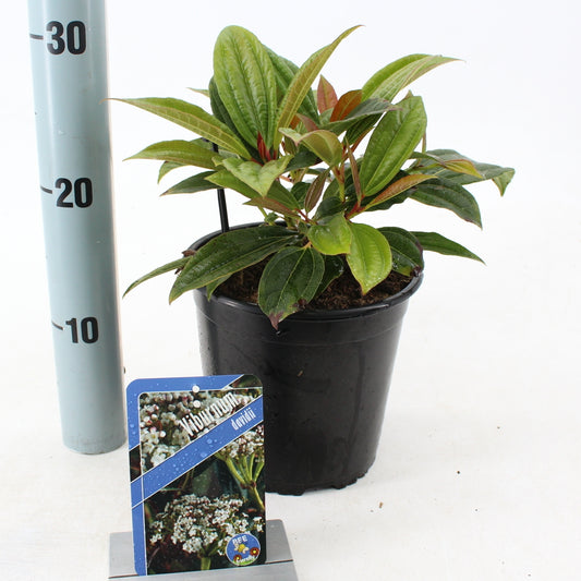 Viburnum davidii 25cm 17cm Pot