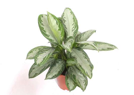 Aglaonema Silver Bay 70cm 24cm Pot