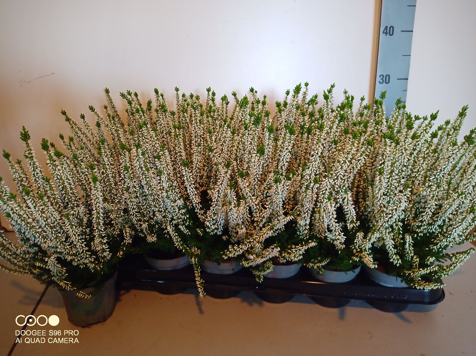 Dwingelflora Vof, Kwekery Calluna Beauty Ladies white Pack of 18