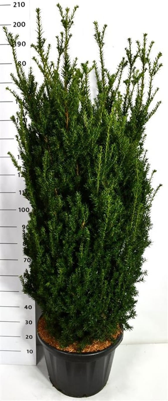 Taxus media Hillii 200cm 48cm Pot