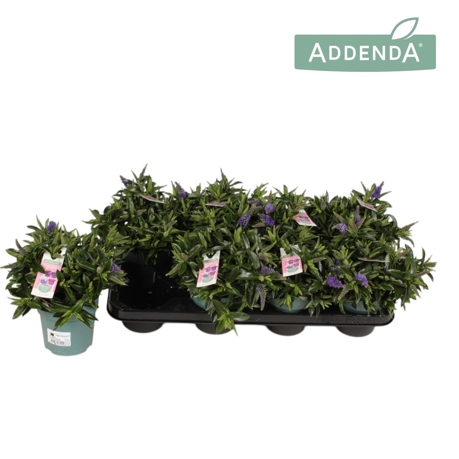 Hebe Hebepetita Blue 28cm 12cm Pot