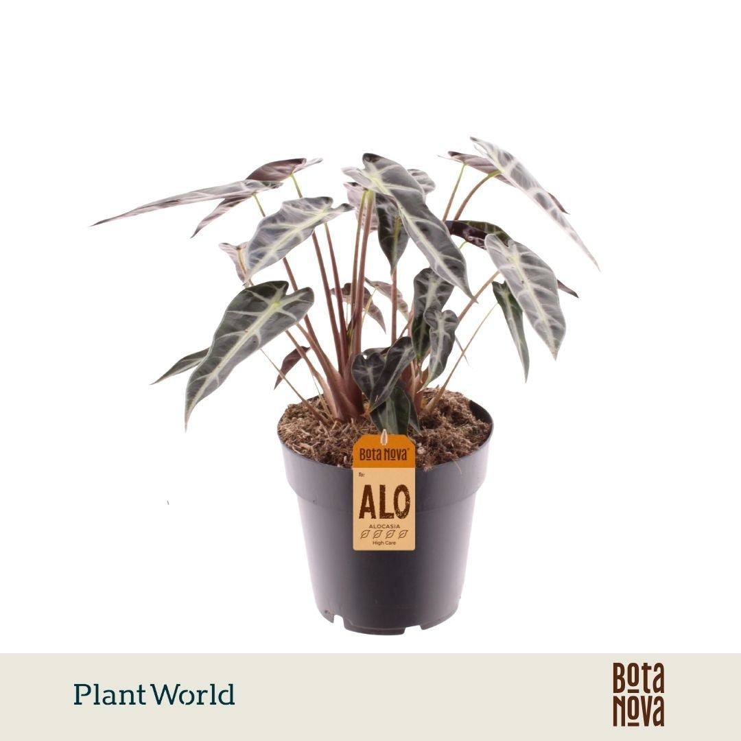 Alocasia Bambino Arrow 30cm 14cm Pot