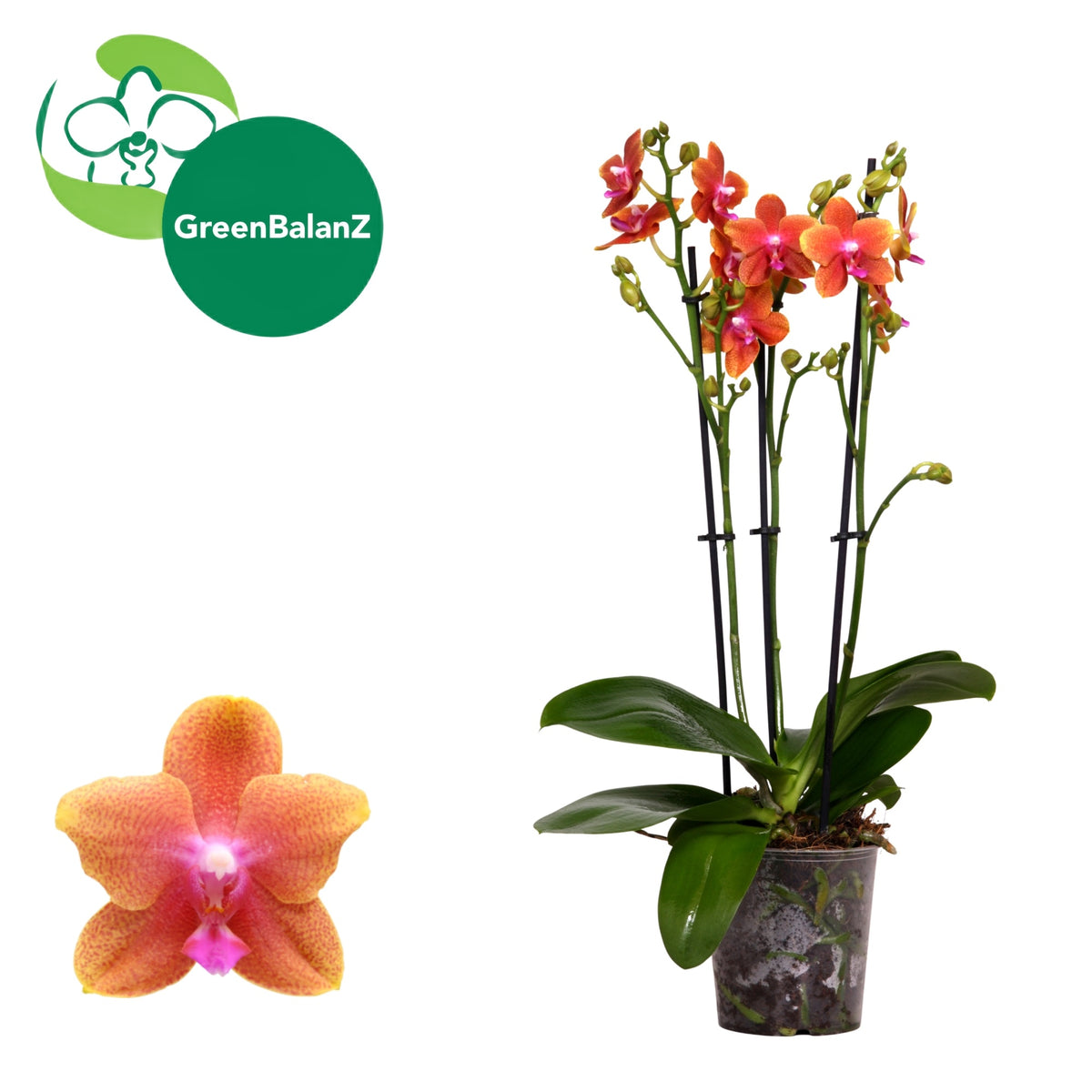 Phalaenopsis mf. Bolgheri 50cm 12cm Pot