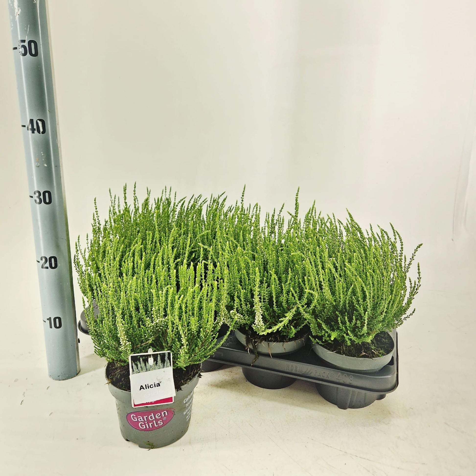 Calluna Garden Girls Alicia 25cm 13cm Pot