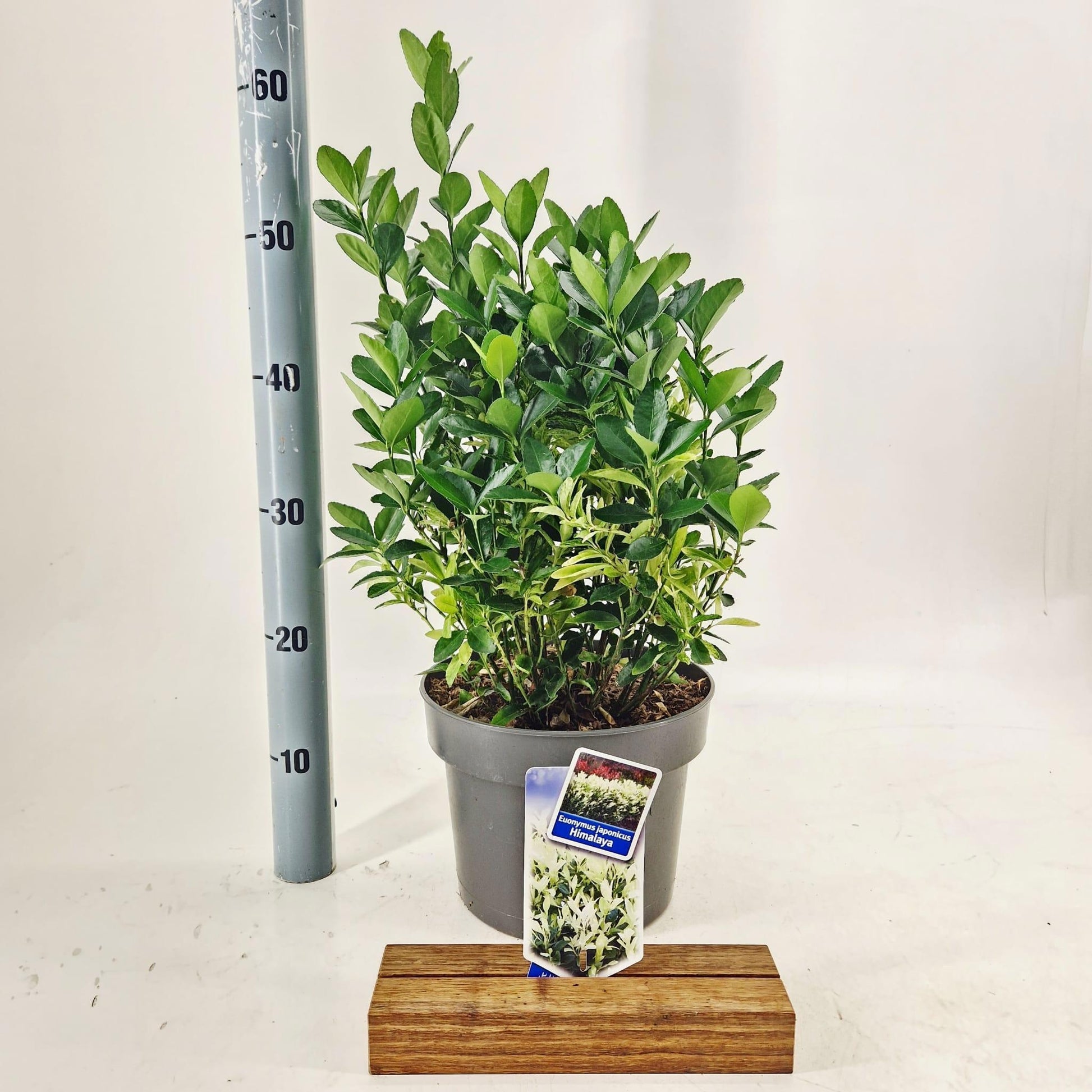 Euonymus Himalaya 55cm 23cm Pot