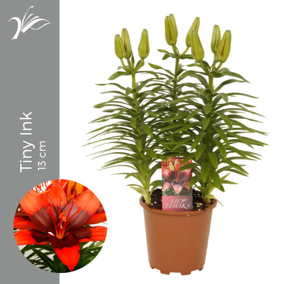 Wetering Potlilium BV Lilium az. hybrid Pack of 9