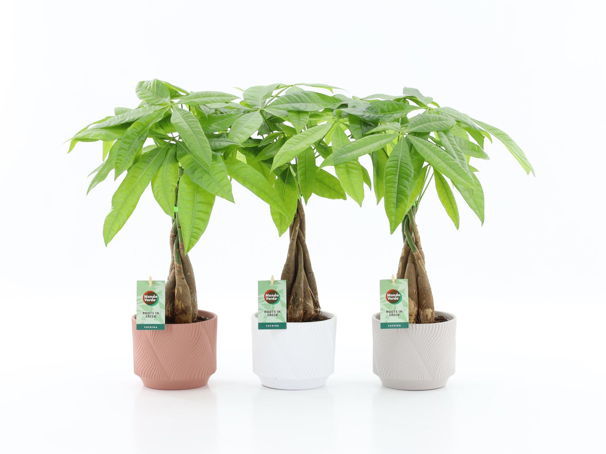 Pachira aquatica 50cm 13cm Pot