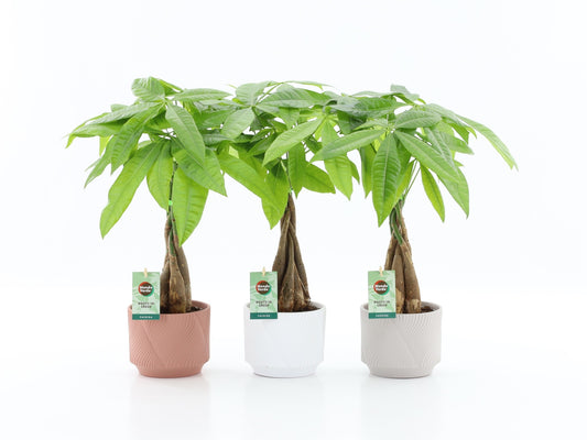 Pachira aquatica 50cm 13cm Pot