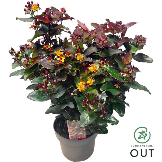 Hypericum Miracle Night 50cm 23cm Pot