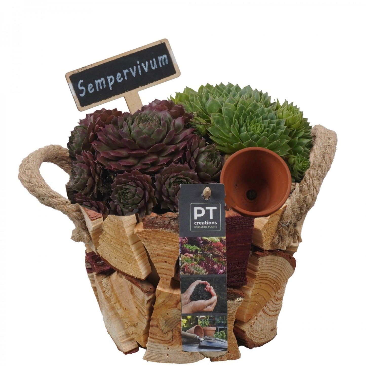 arr. Sempervivum 18cm 16cm Pot