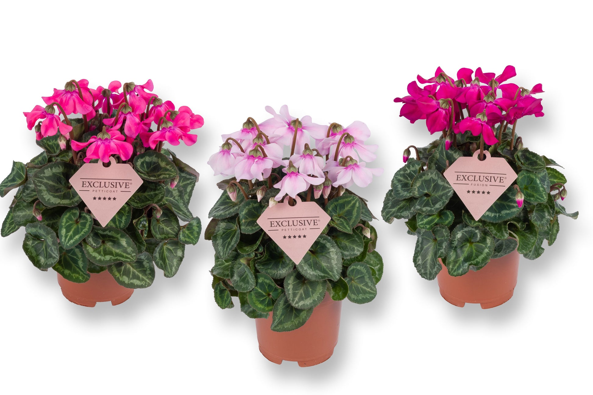 Bergcamp, kwekerij Cyclamen Petticoat Pack of 8