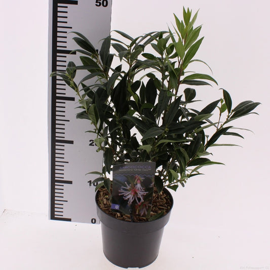 Sarcococca confusa 20cm 17cm Pot