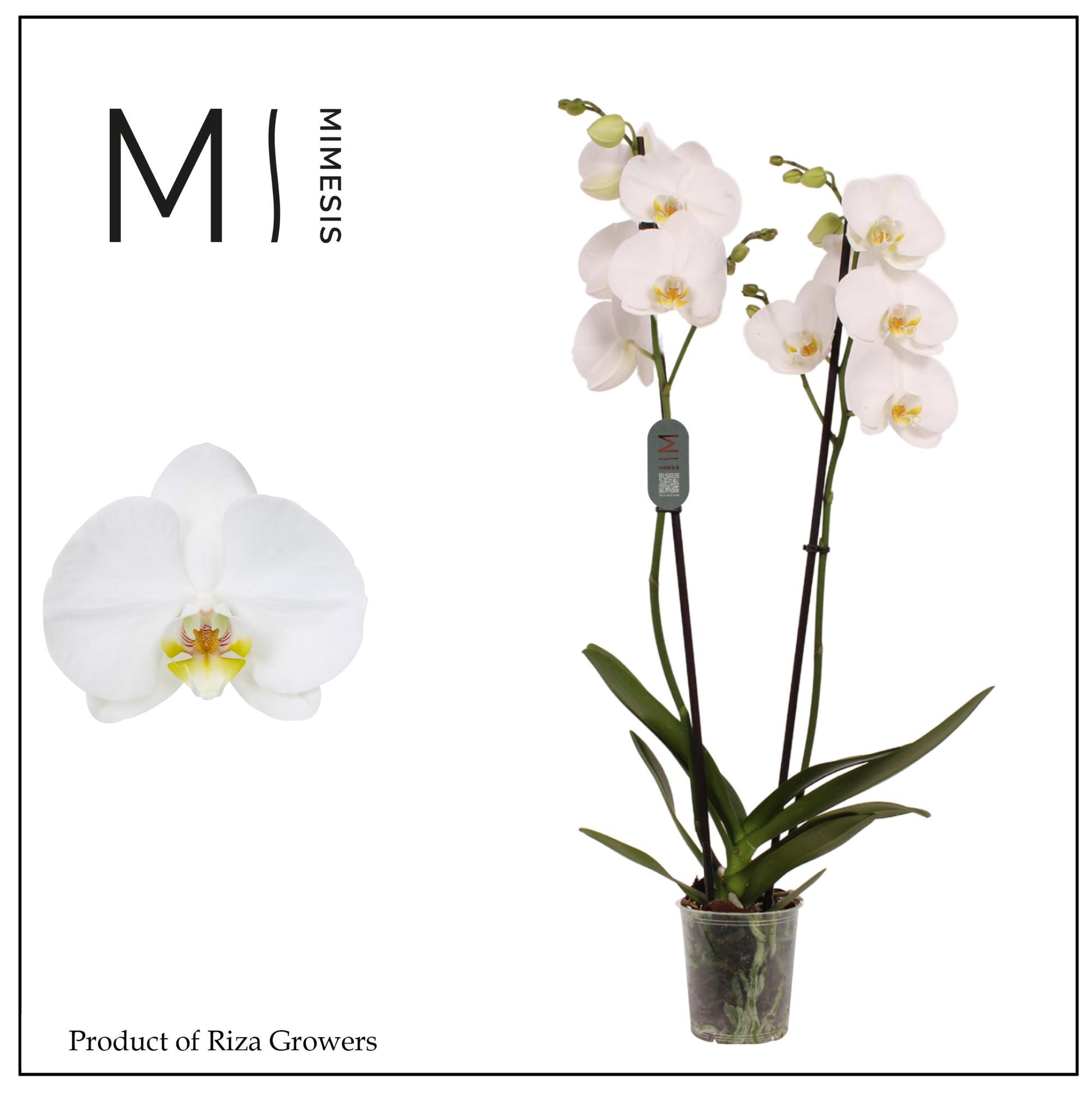 Phalaenopsis Nottingham 70cm 12cm Pot