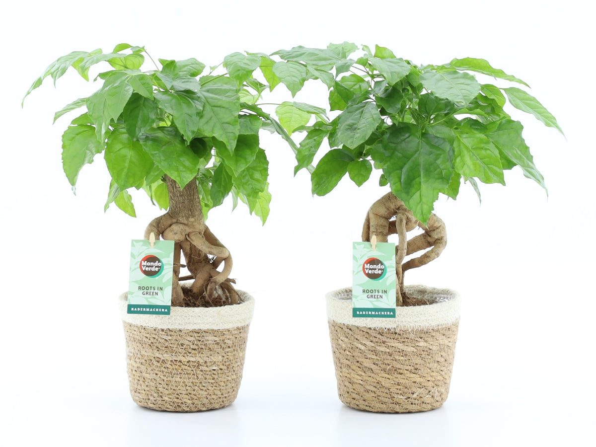 Radermachera sinica 30cm 14cm Pot
