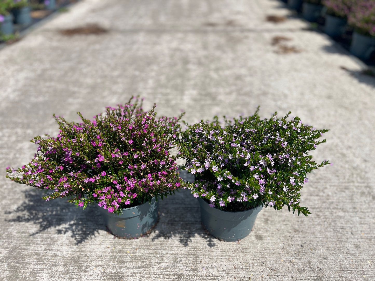 Roest, Mts. Cuphea hyssopifolia Pack of 1