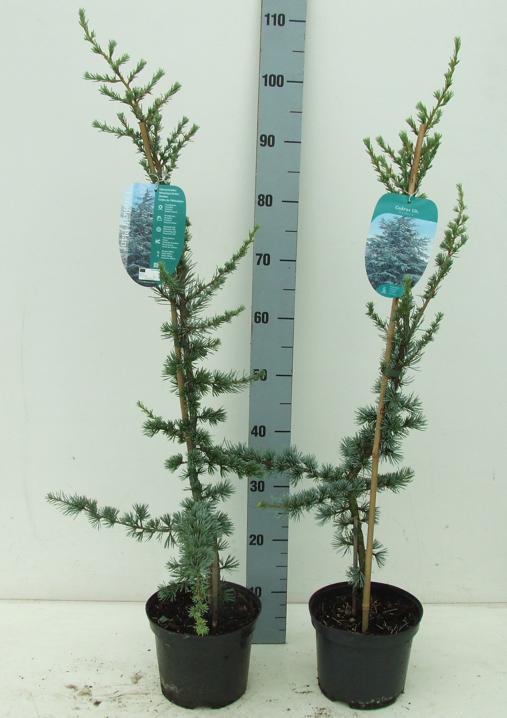 Cedrus libani Glauca 110cm 19cm Pot