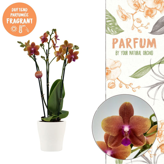 Phalaenopsis mf. Bolgheri 45cm 12cm Pot