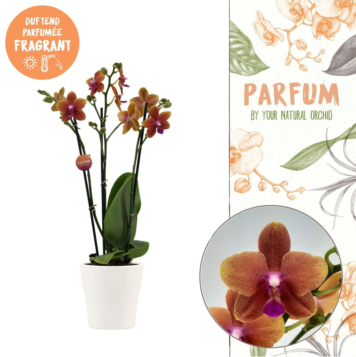 Phalaenopsis mf. Bolgheri 45cm 12cm Pot