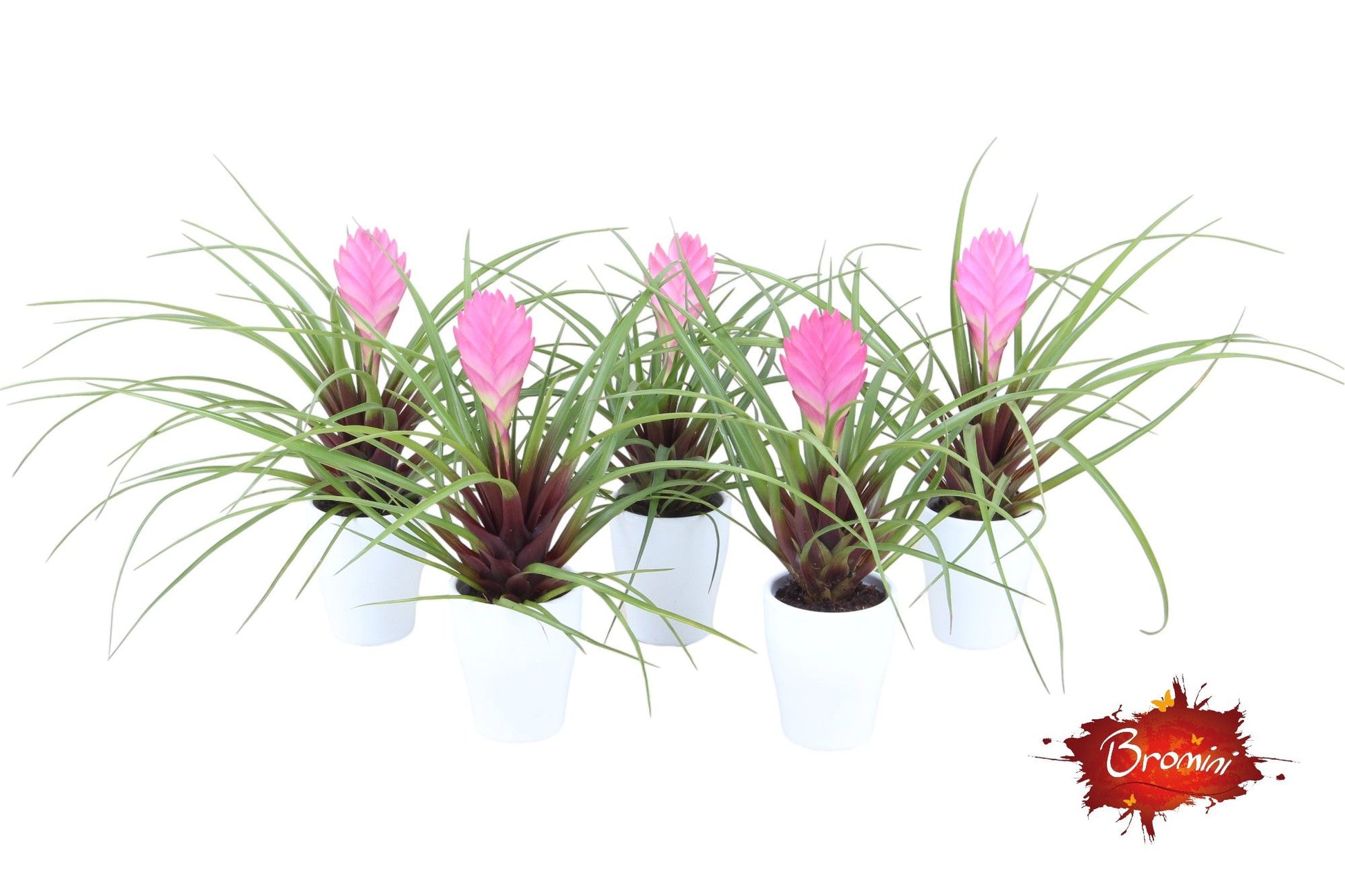 Tillandsia cyanea 25cm 7cm Pot