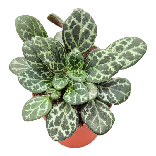 Primulina Diane Marie 15cm 7cm Pot